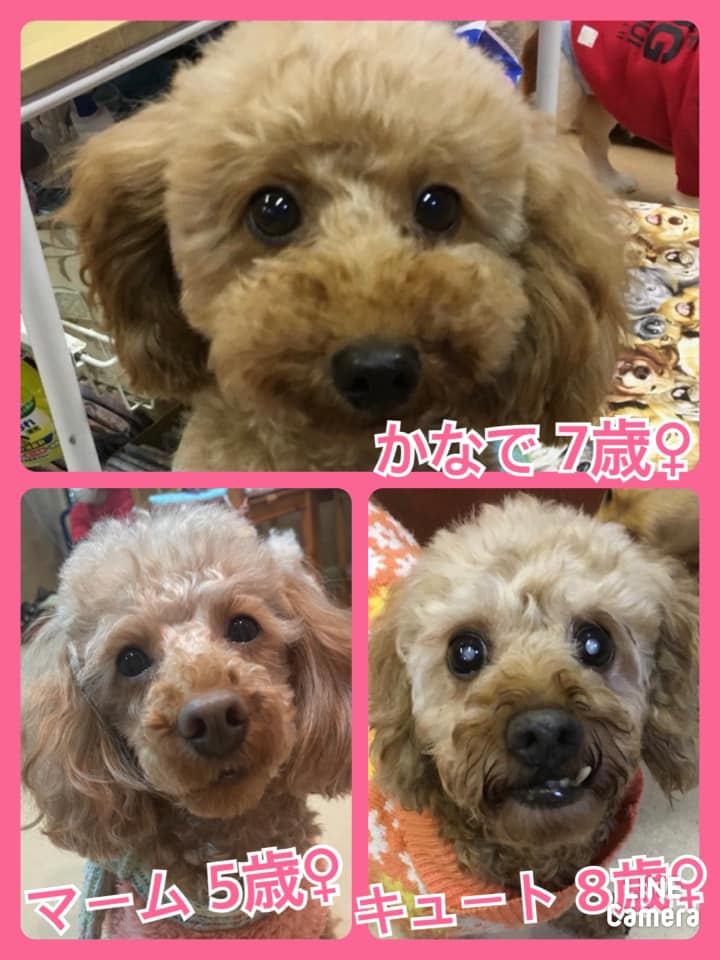 🐾今日の里親様募集中ワンコ🐶メンバーです🐾2021,2,8